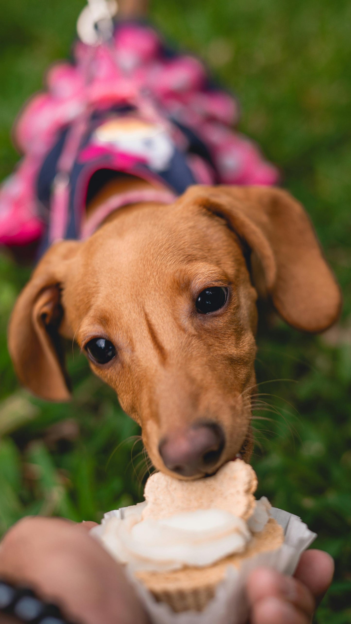 Apples & Cheese Dog Treats – Wheat-Free & All-Natural
