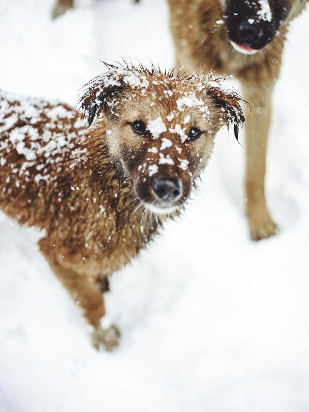 Apples & Cheese Dog Treats