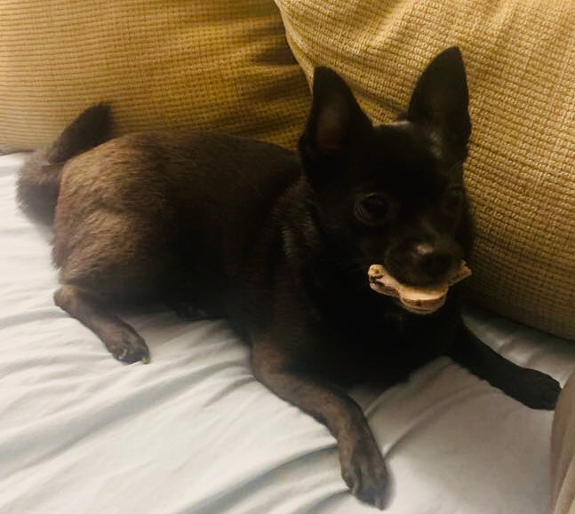 Blueberry & Flaxseed Dog Treats – Low-Calorie, Wheat-Free & All-Natural