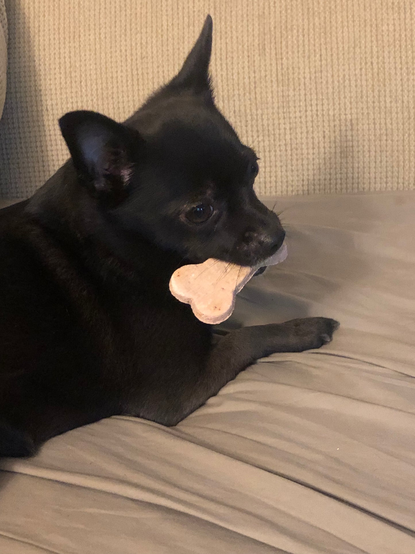 Raspberry Dog Treats